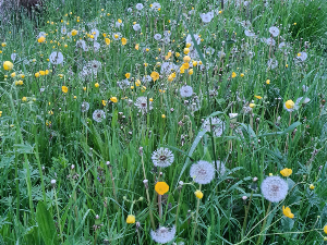 Foto van bloemetjes in gras
